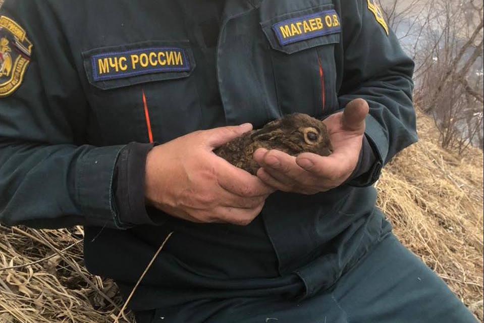 Огнеборцы спасли крольчонка во время тушения пожара в Северной Осетии  - Фото 1