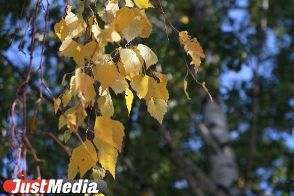 Аллергологи: «Чаще всего аллергия возникает на пыльцу березы» - Фото 1