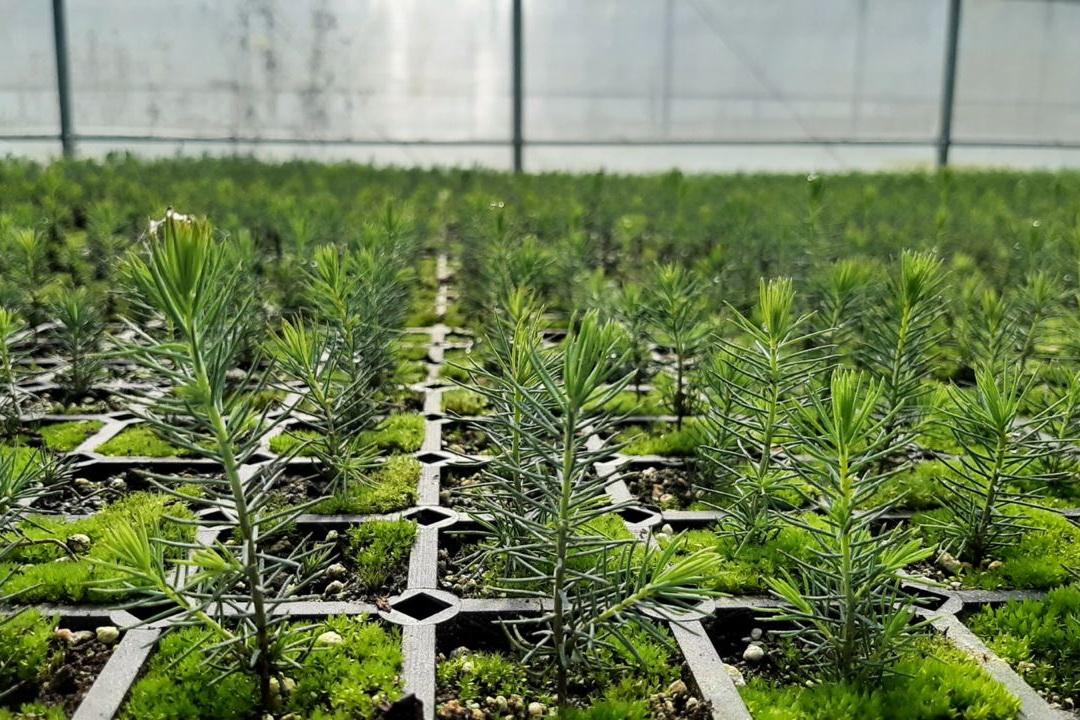 В Свердловской области высадят более 16 млн деревьев, чтобы восстановить сгоревшие леса - Фото 1