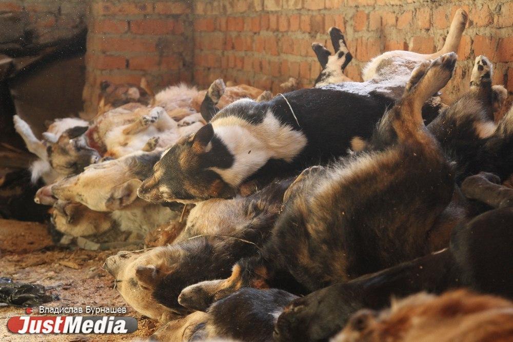 В Свердловской области в бывшем питомнике нашли десятки трупов собак - Фото 1