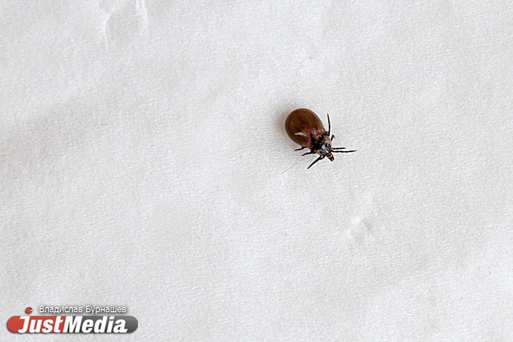 Клещи покусали уже 2 тысячи свердловчан - Фото 1
