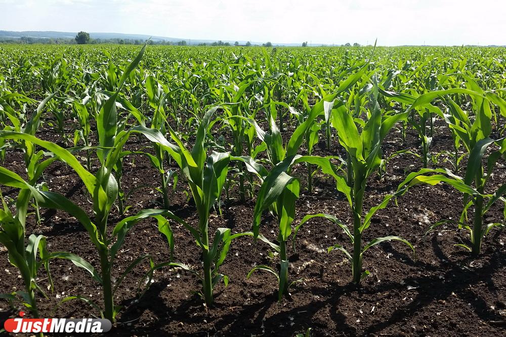 Свердловские аграрии начали посевную кампанию - Фото 1