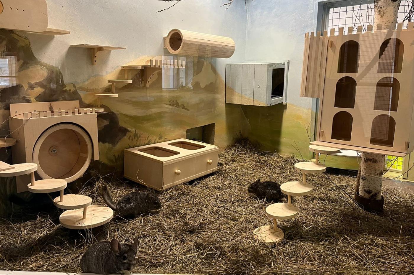 В зоопарке Екатеринбурга у шиншилл появился новый дом - Фото 1