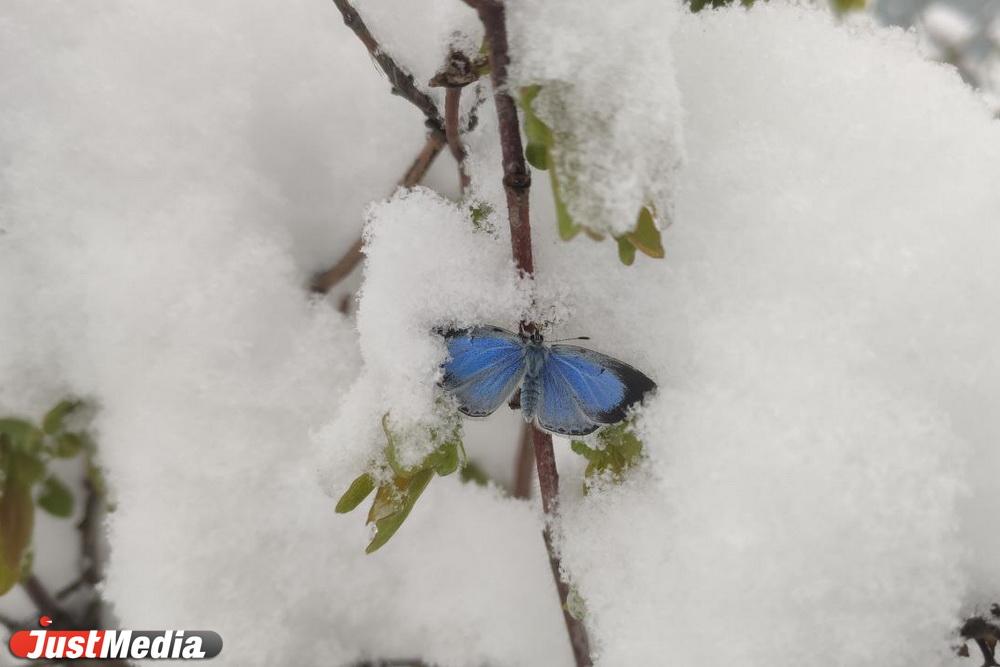 5 мая в Екатеринбурге стало самым холодным с 1919 года - Фото 1