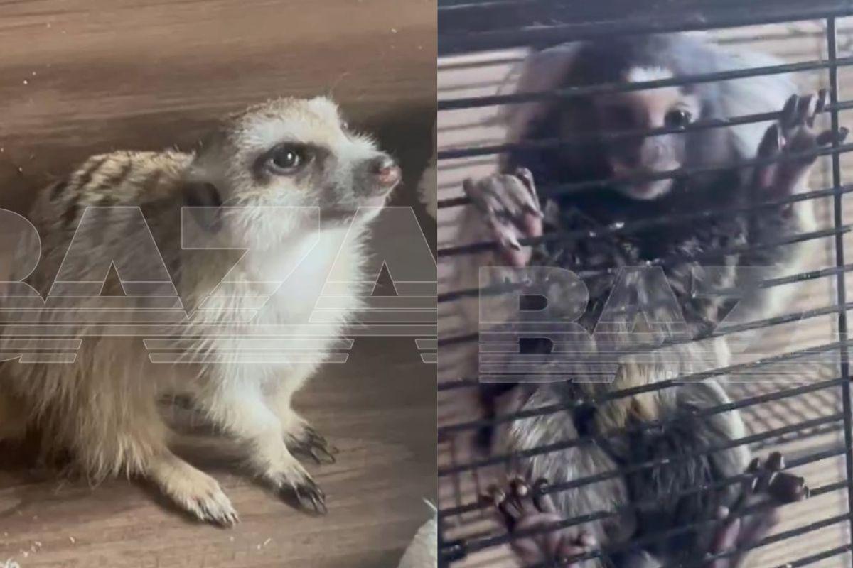 В Иркутске семья сняла дом и сбежала, оставив хозяевам более 40 животных - Фото 1