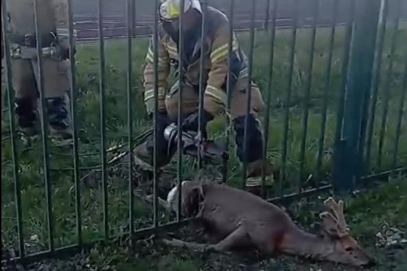 В Кушве косуля застряла в школьном заборе - Фото 1