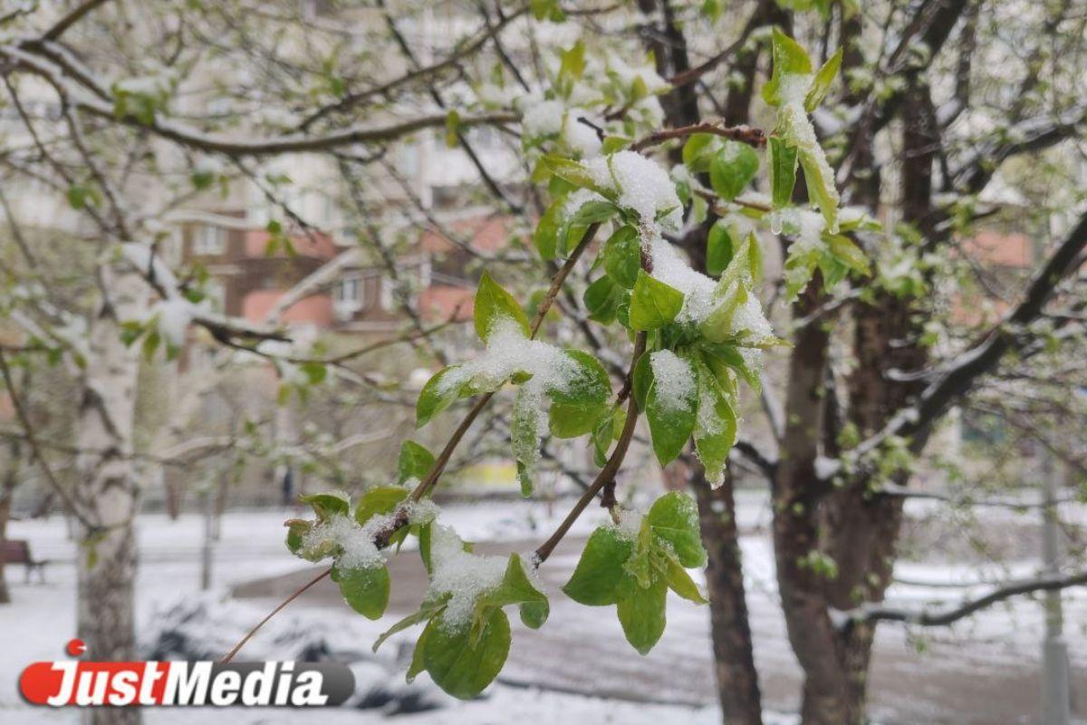 «Садоводы на третий раз высаживают помидоры». Глава Союза садоводов Екатеринбурга рассказала о влияние заморозков на урожай - Фото 1