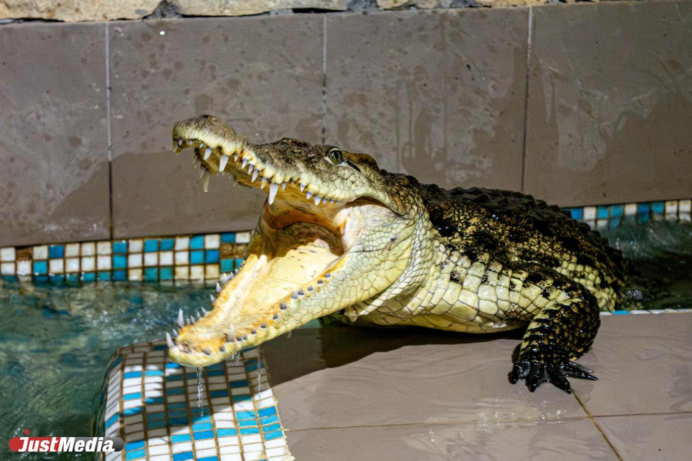 В Техасе США нашли останки пропавшей женщины в пасти аллигатора - Фото 1