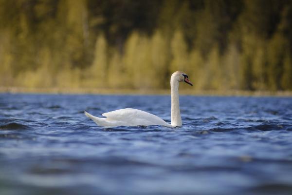 В поселке Левиха поселилось 11 лебедей - Фото 1