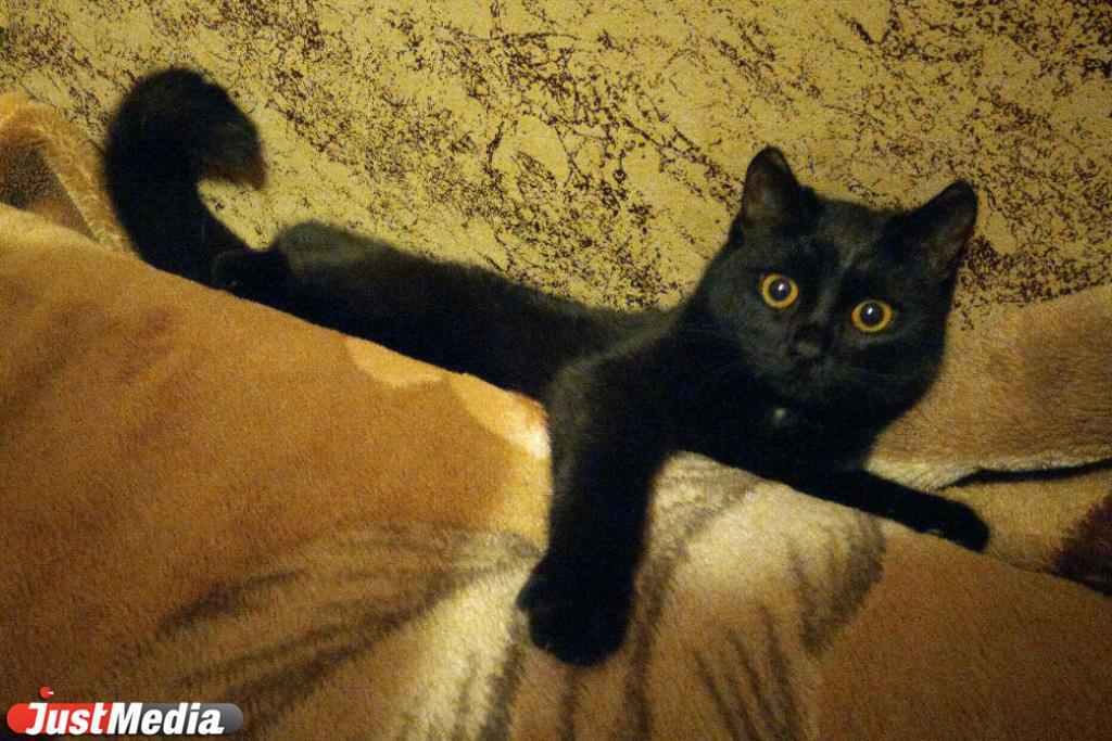 Минприроды предложило присвоить домашним питомцам идентификационные номера - Фото 1