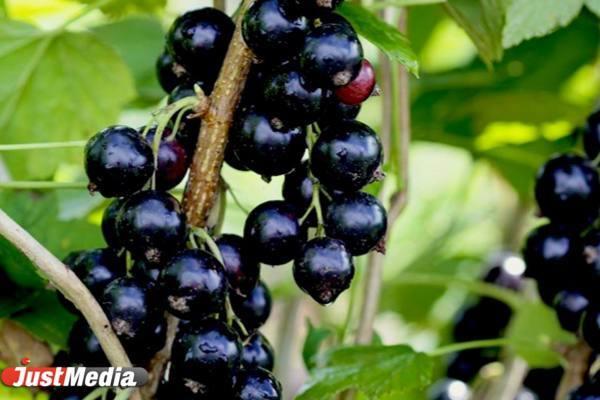 Лучшие сорта смородины для Урала