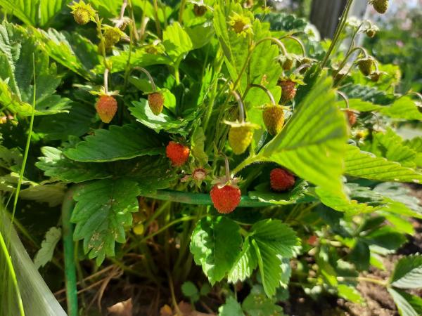 Чем подкормить клубнику для хорошего урожая