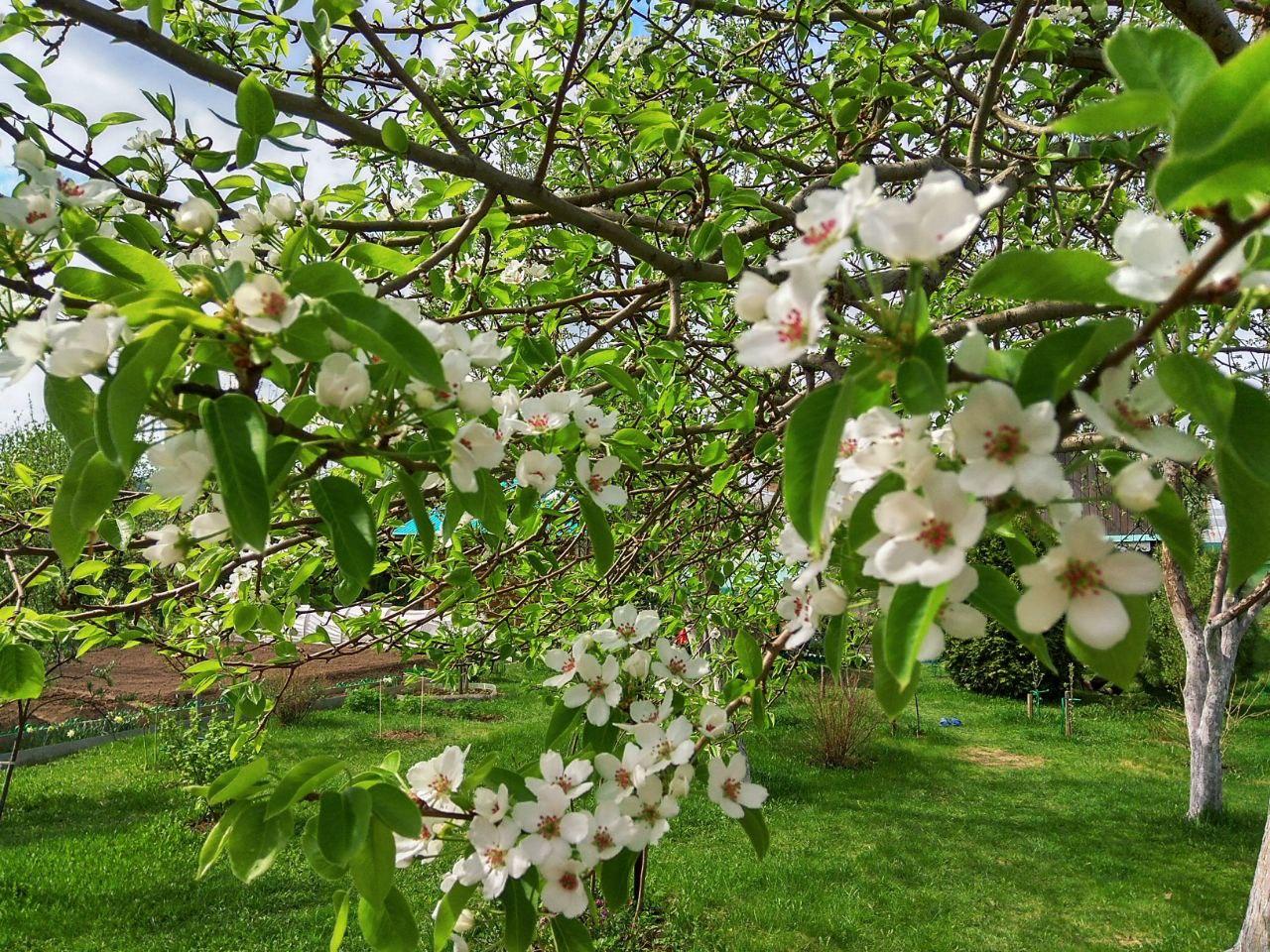 Как посадить и вырастить яблоню - Фото 1