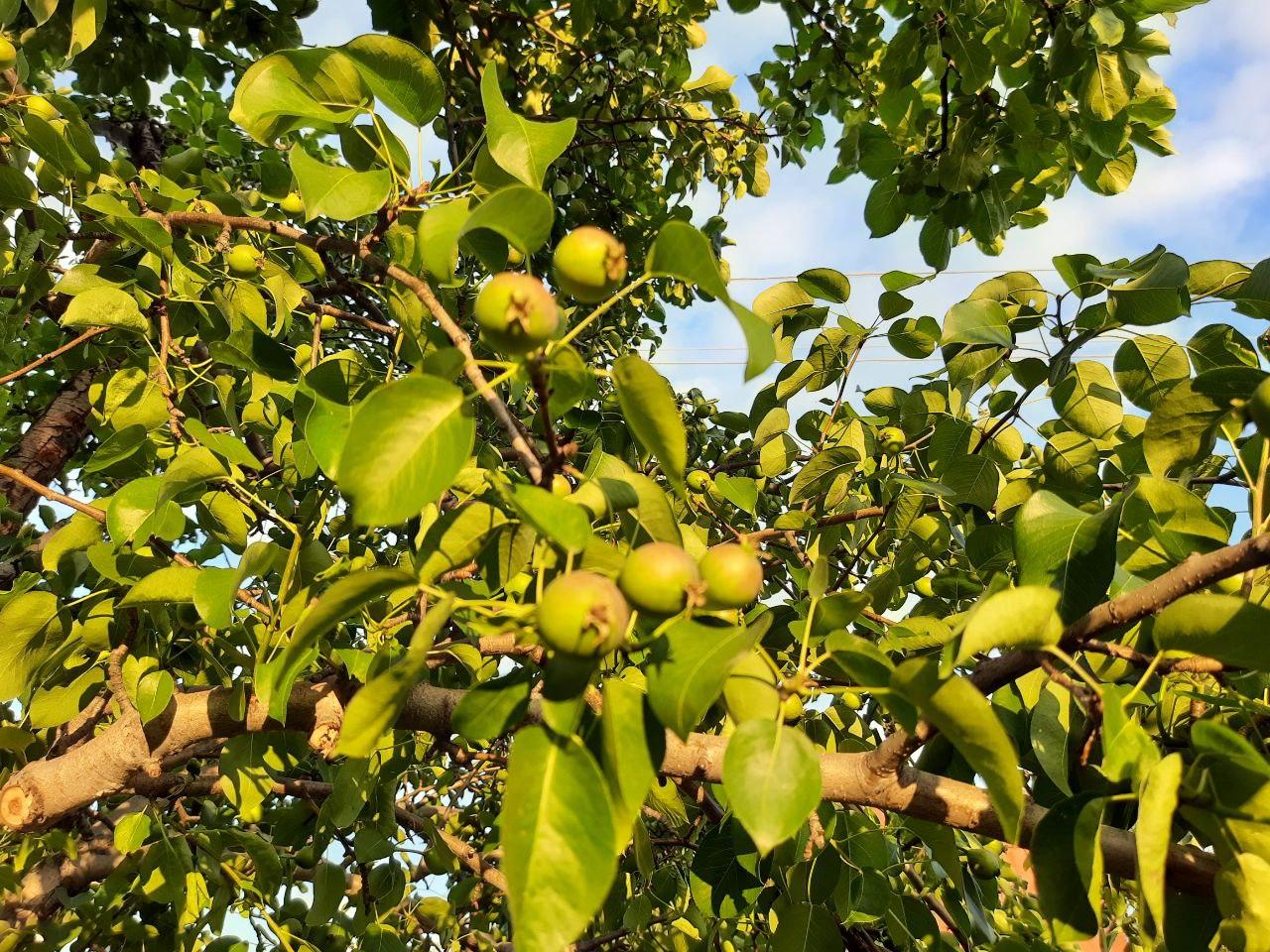 Как посадить и вырастить грушу - Фото 1