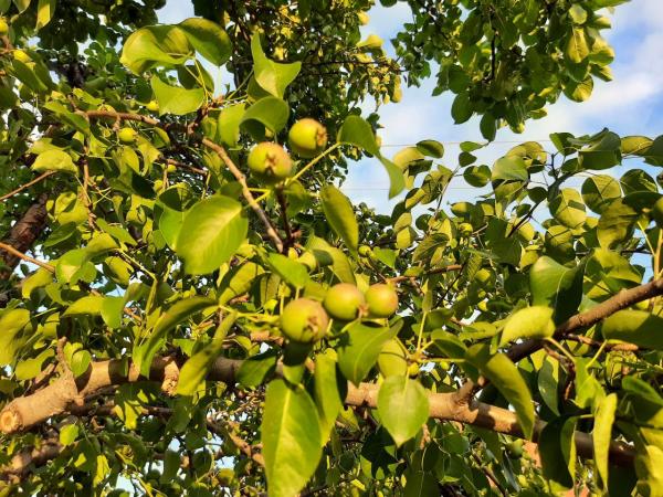 Как посадить и вырастить грушу