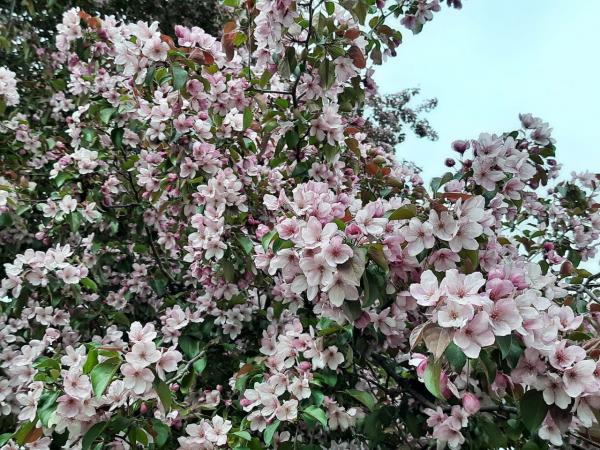 Лучшие сорта яблонь для Урала