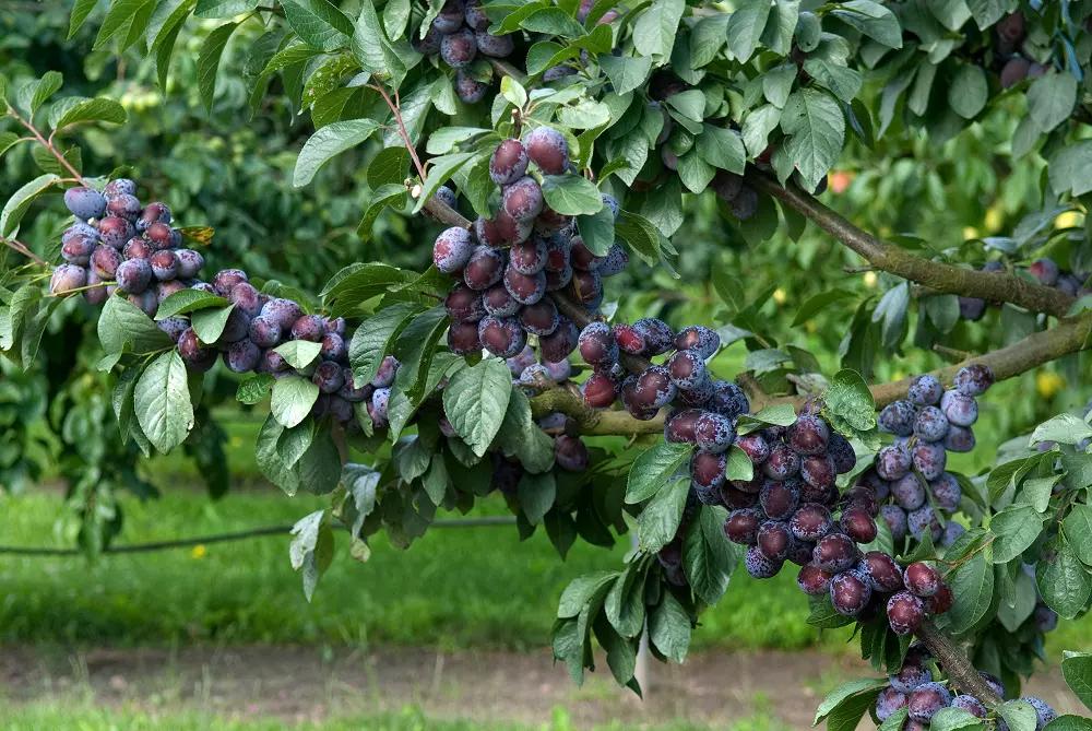 Лучшие сорта сливы для Урала - Фото 1