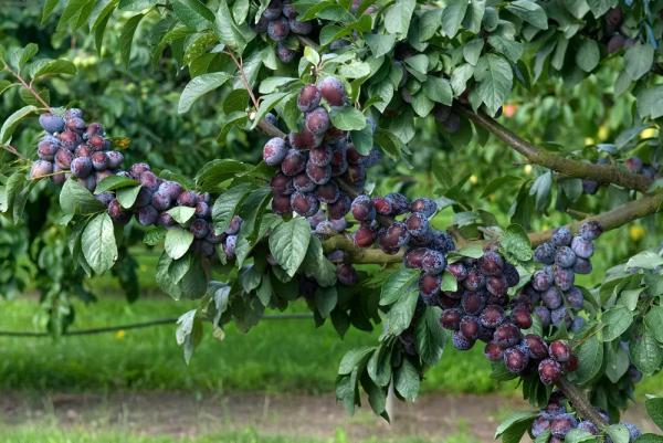 Лучшие сорта сливы для Урала - Фото 1
