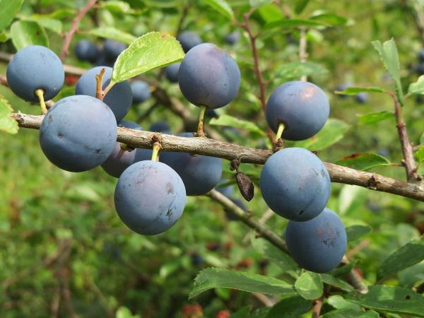 Как посадить и вырастить сливу - Фото 1