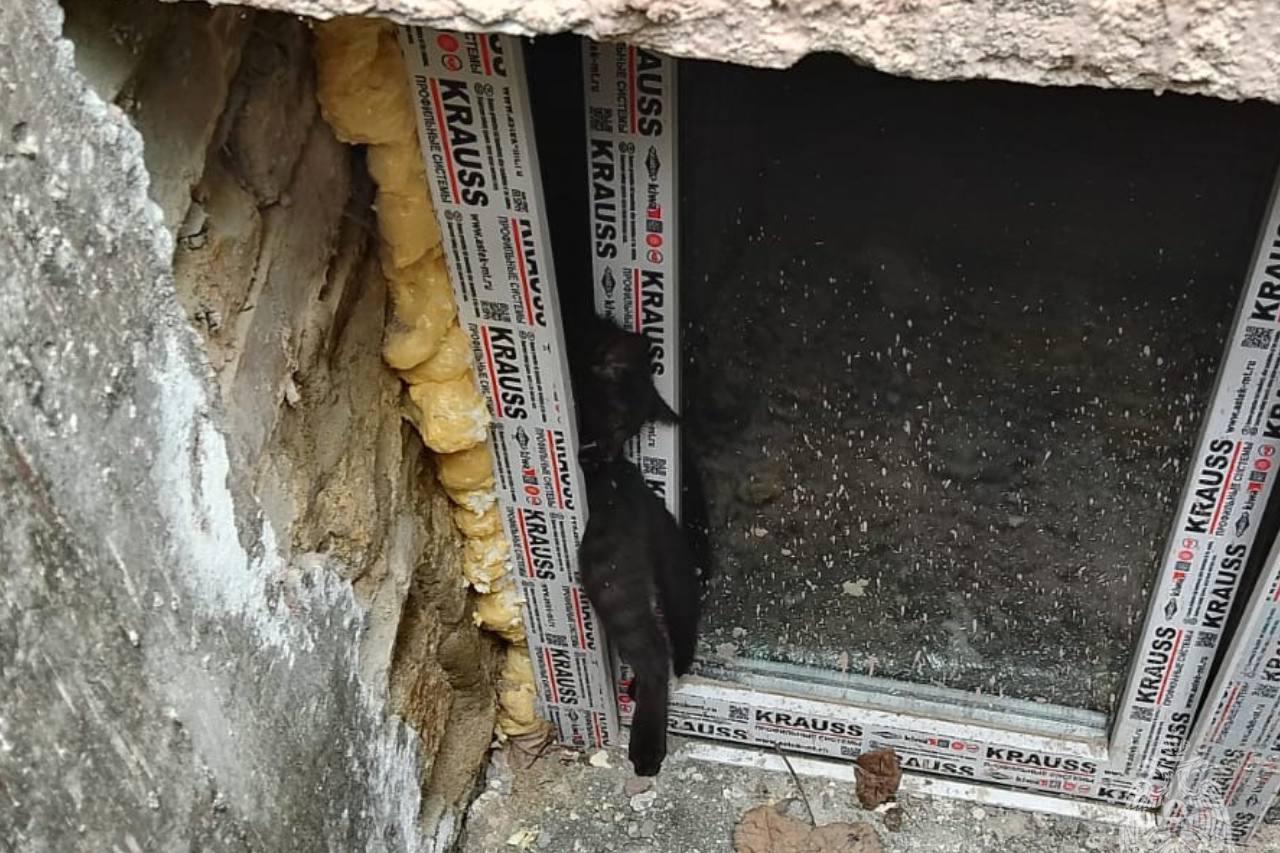 В Северной Осетии МЧС спасло котенка, который застрял в окне подвала - Фото 1