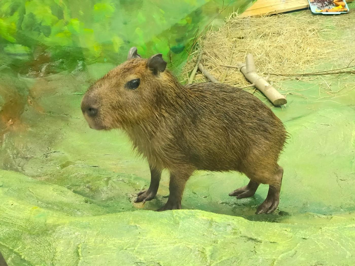 Посетители Екатеринбургского зоопарка придумали клички капибаре и бинтуронгам - Фото 1