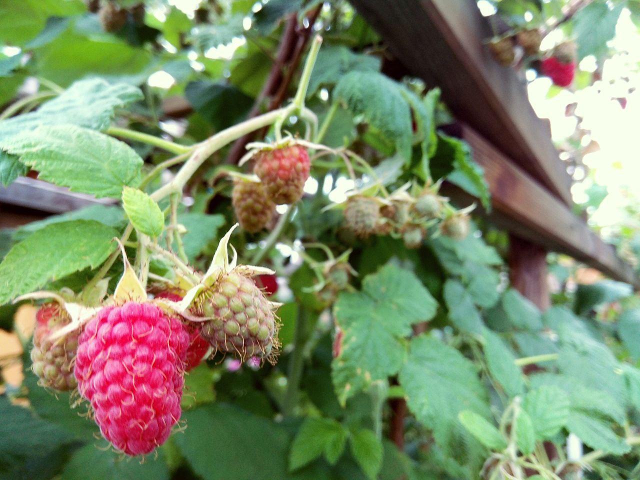 Как посадить и ухаживать за малиной в открытом грунте - Фото 1