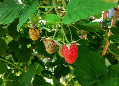 Лучшие сорта малины для Урала