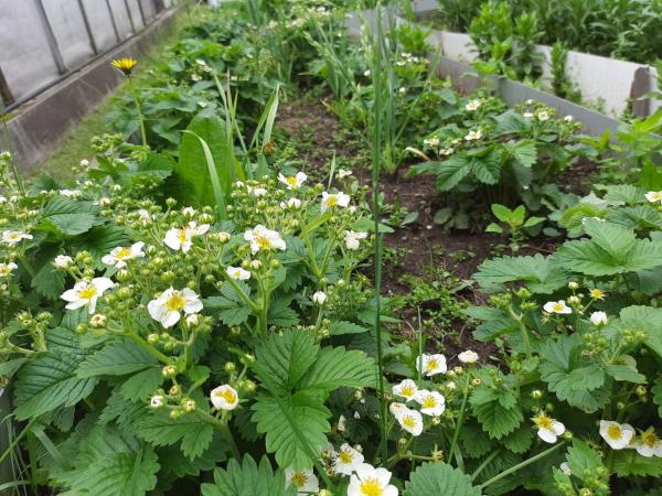 Как правильно посадить клубнику в открытый грунт