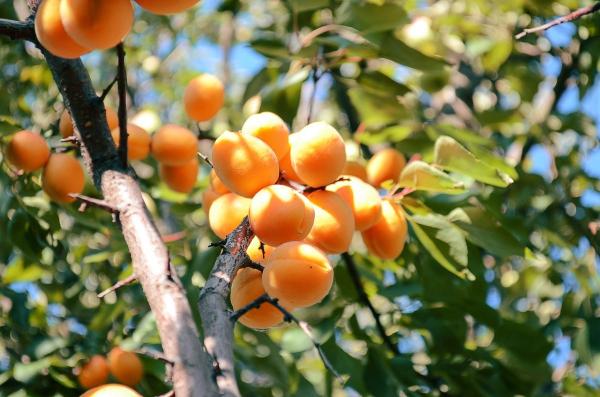 Как вырастить абрикос из косточки