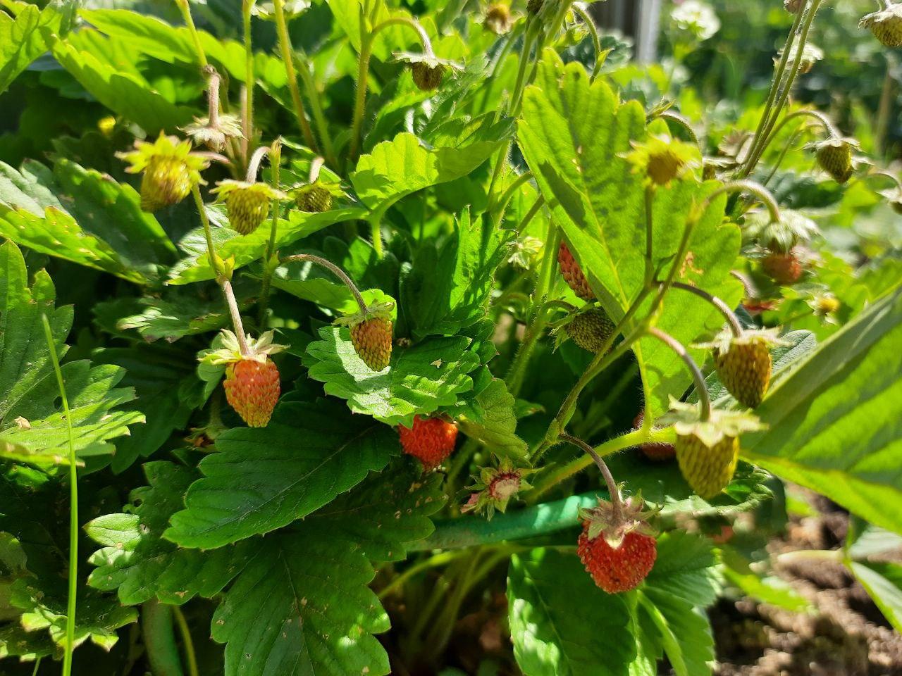 Лучшие сорта клубники для Урала - Фото 1