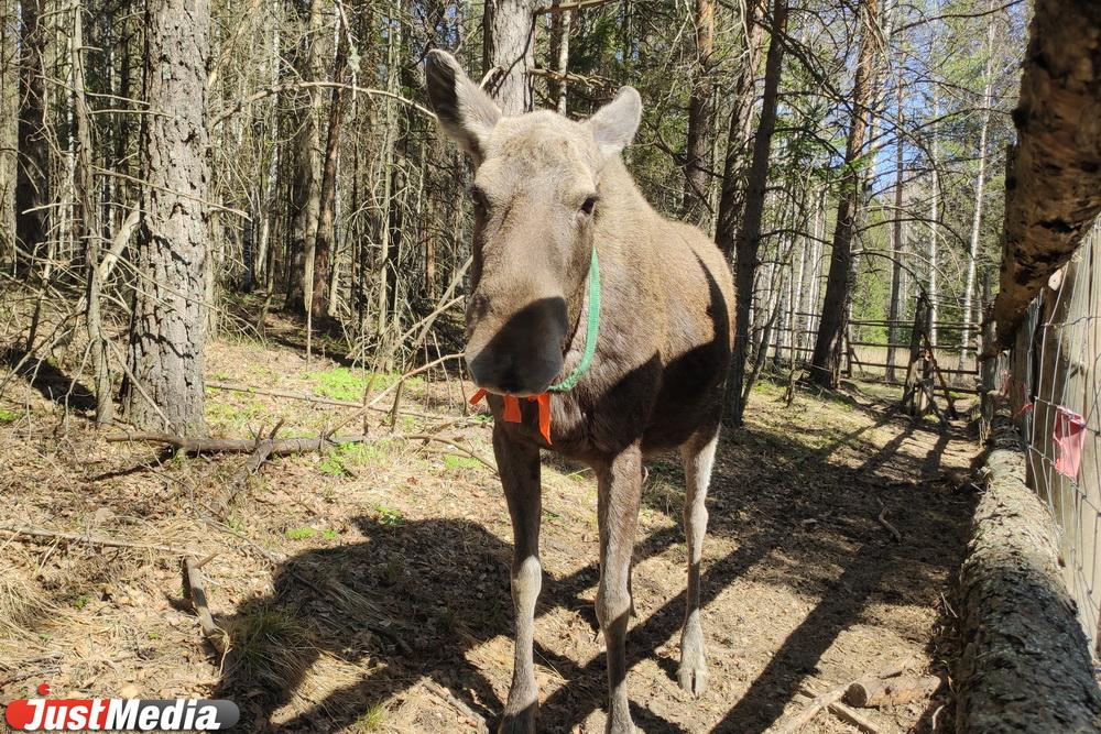 Свердловский браконьер лишился автопарка за убийство трех лосей - Фото 1
