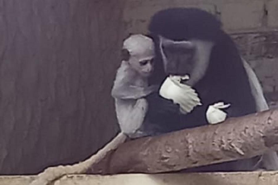 В зоопарке Екатеринбурга в семье восточных колобусов пополнение - Фото 1