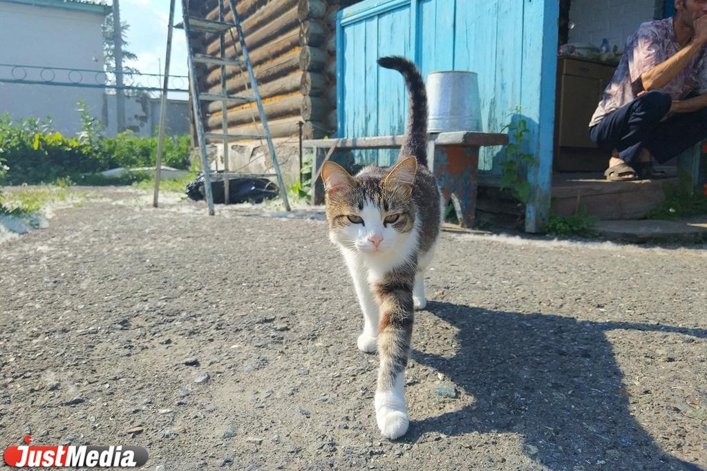 В Екатеринбурге в городском приюте для животных пройдет день открытых дверей - Фото 1