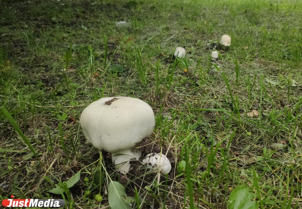 Газоны Екатеринбурга заросли шампиньонами и опятами - Фото 1