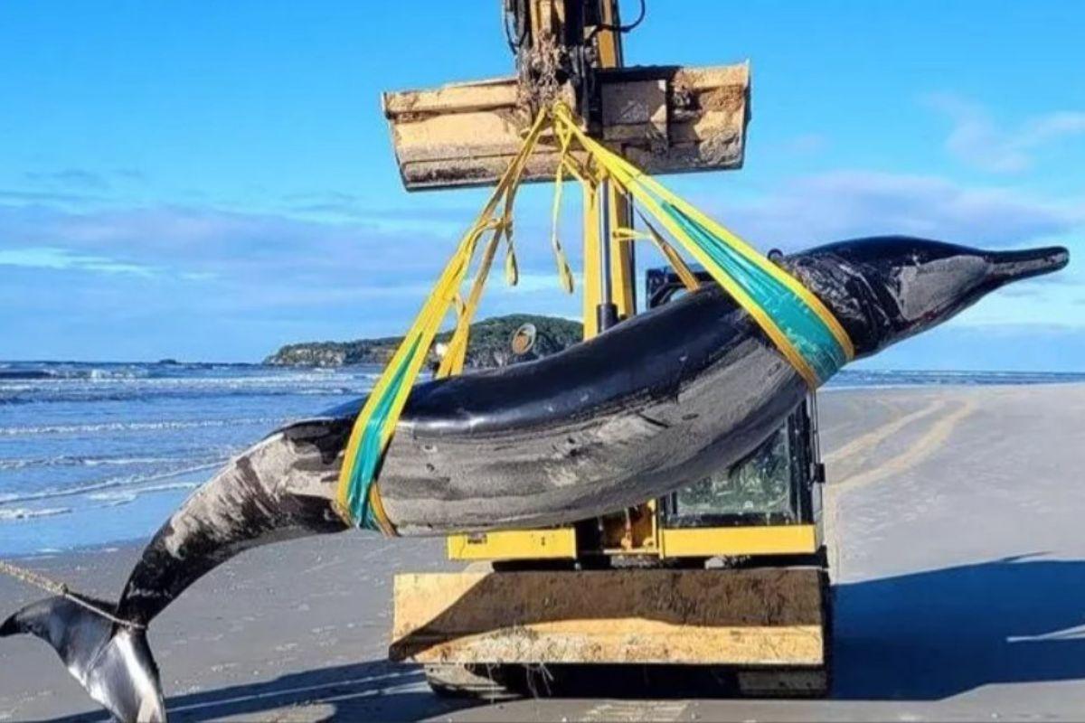 В Новой Зеландии на берег выбросило крайне редкого кита-ремнезуба - Фото 1