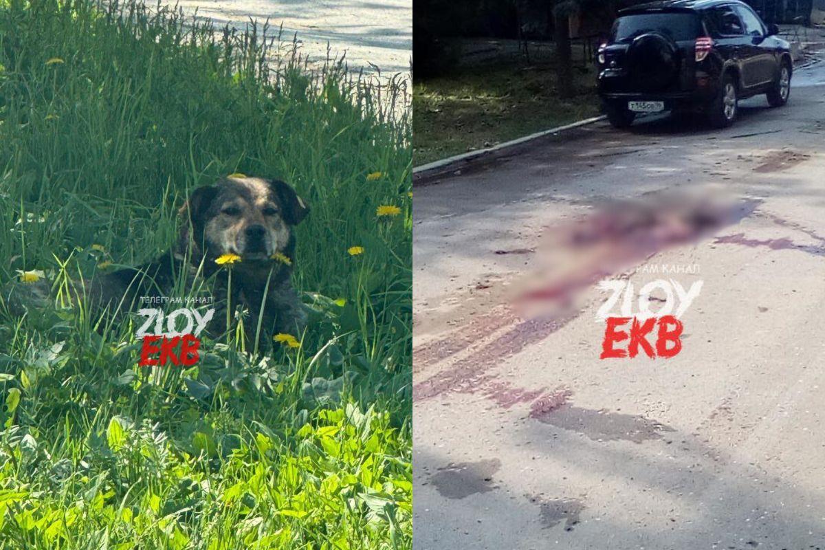 В Екатеринбурге водитель бетономешалки жестоко переехал спящую собаку - Фото 1