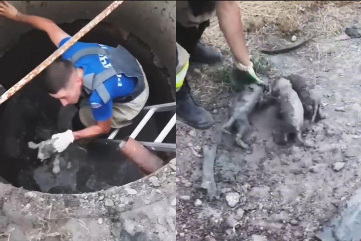Сотрудники МЧС Северной Осетии спасли щенков из-под бетонной плиты - Фото 1