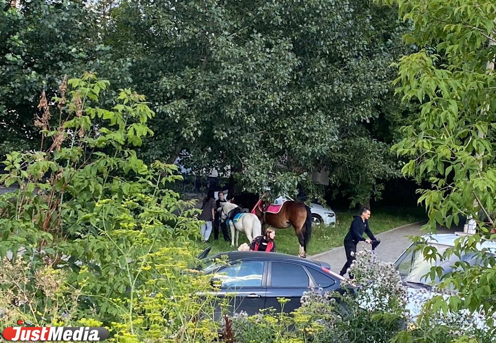 Возле парка Маяковского иномарка сбила пони - Фото 1