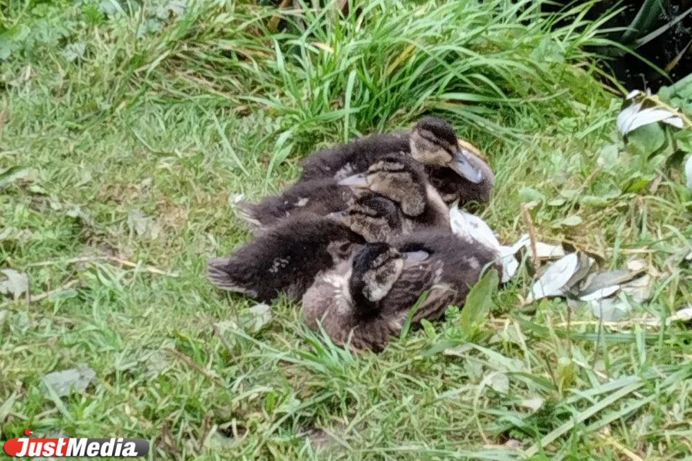 В Дендропарке на Мира екатеринбуржцы фотографируют уточек с потомством  - Фото 1