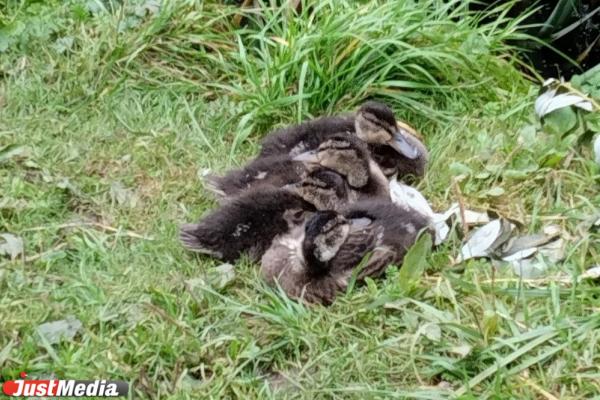 В Дендропарке на Мира екатеринбуржцы фотографируют уточек с потомством  - Фото 1