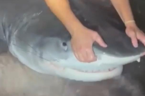 В США мужчина поймал на удочку четырехметровую акулу - Фото 1