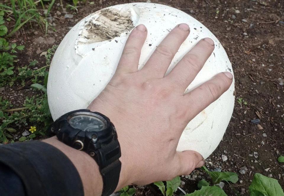 Тагильчанин нашел съедобный гриб размером с голову человека - Фото 1