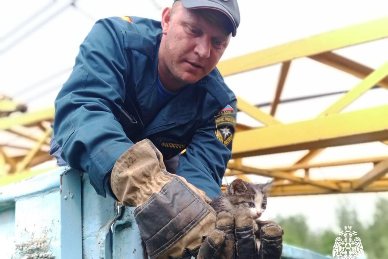 В Тверской области спасатели достали из сцепки вагонов поезда котёнка - Фото 1