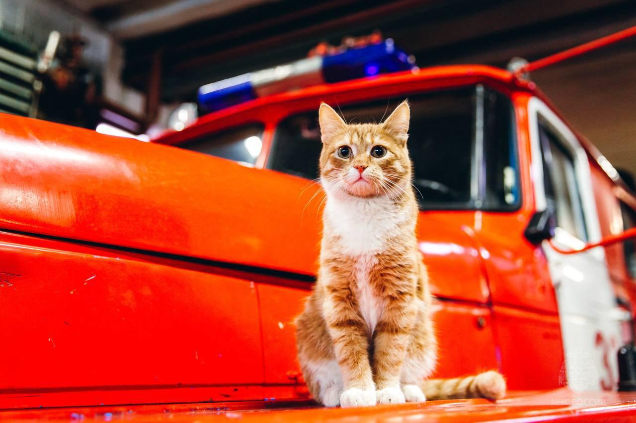 В Верхней Салде в пожарной части служит кот Огонёк - Фото 1