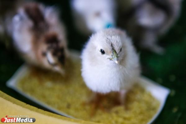 Почему кукушка подбрасывает яйца в чужие гнезда? - Фото 1