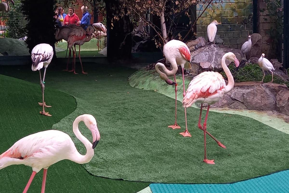 В зоопарке Екатеринбурга поселились фламинго  - Фото 1