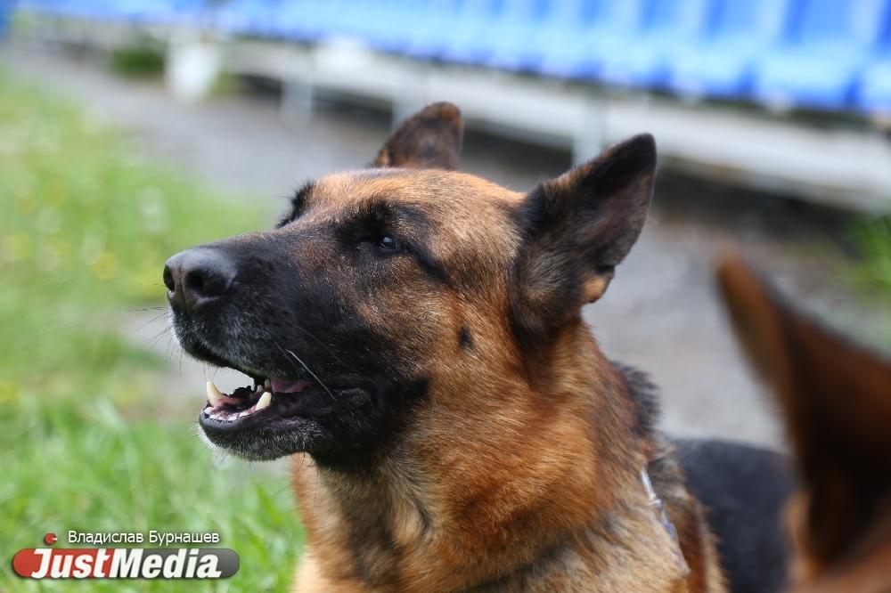 Бастрыкин затребовал доклад по делу о нападении бездомных собак на мальчика в районе ЖК «Белый парус» - Фото 1