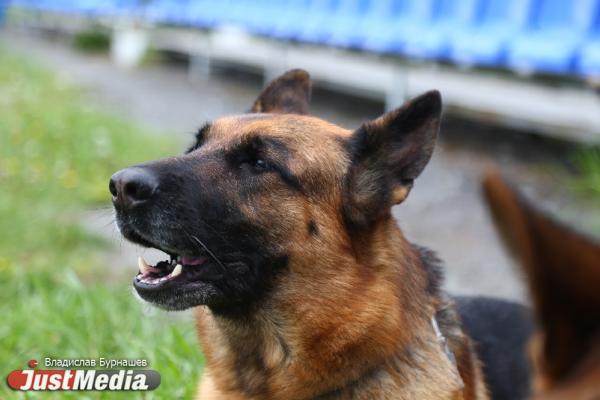 Бастрыкин затребовал доклад по делу о нападении бездомных собак на мальчика в районе ЖК «Белый парус»