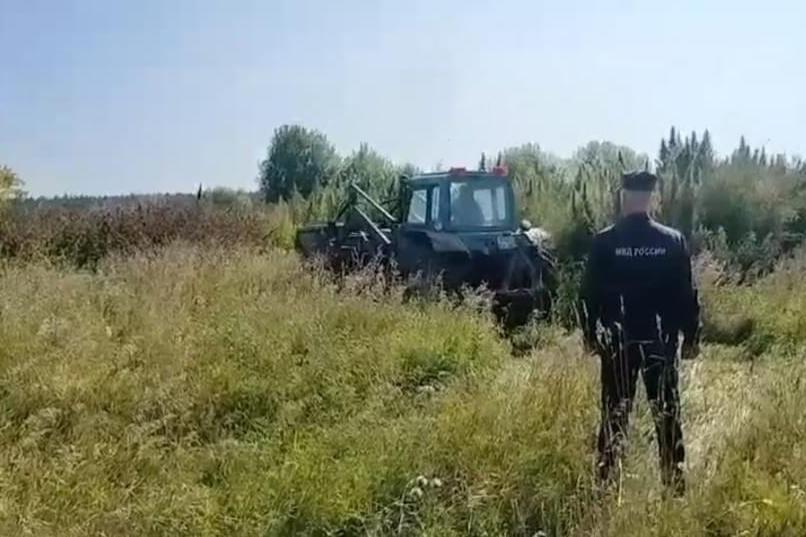 В Реже полицейские ликвидировали плантацию дикорастущей конопли - Фото 1