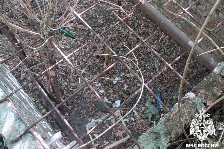 В Запорожской области спасатели достали щенка из глубокой ямы с решетками - Фото 1